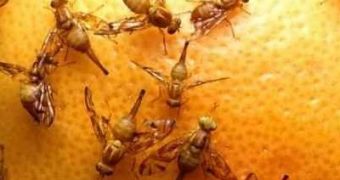 Climate change could cause fruit flies to become extinct