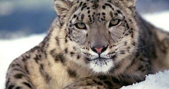 Study shows how climate change affects snow leopards worldwide