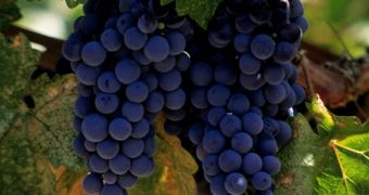 Climate Change Set to Transform the Wine Industry