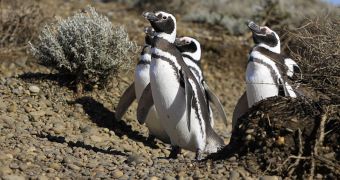 Climate change is leading to penguin population decline in Argentina