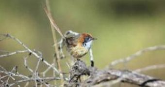 Stipiturus mallee, commonly known as the Australian Mallee Emuwren