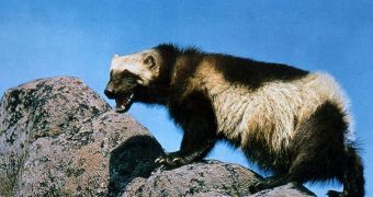 Climate change affects wolverines, and may be a posing a threat to their very existence