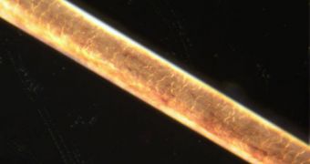 Image showing a human hair, magnified 200 times