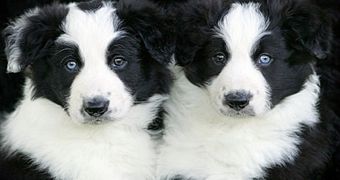 Despite their innocent aspect, the two Border Collies are causing terror in Central Park