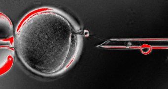 Cloned Human Embryos Successfully Created by Scientists