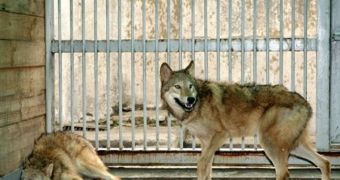 Snuwolf and Snuwolffy, two cloned female wolfs, sit in a cage at a zoo in southern Seoul