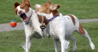 South Korean company rolls out cloning contest for dogs in the UK