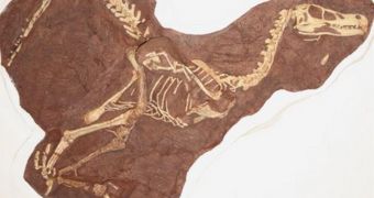 The almost-complete fossil of the new dinosaur species Linheraptor exquisitus