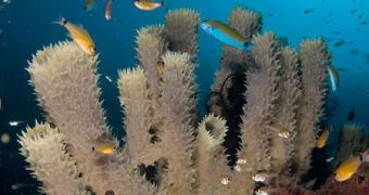 Sea urchins can damage coral reefs if their numbers are not held in check by predatory fish