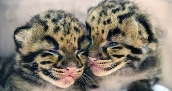 Clouded leopard cubs are super cute