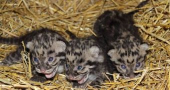 Clouded leopard cubs at Sweden't Parken Zoo are all healthy, cute as a button