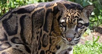 Clouded Leopards Now Believed to Be Extinct in Taiwan