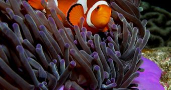 Clownfish could lose their hearing within the next few decades, a new study shows