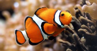 Clownfish only "talk" to establish or reinforce their social status