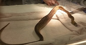 Pet python swallows BBQ tongs