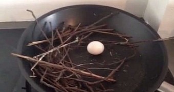 Pigeon turns frying pan into a nest