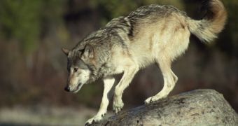 Clumsy Hunter Mistakes Grey Wolf for Coyote, Kills It