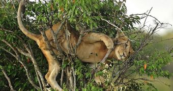 Lion cub tries to climb a tree, gets stuck in it