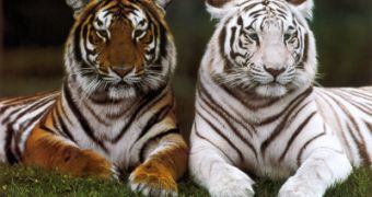 Coal Mining Threatens the Bengal Tigers in India