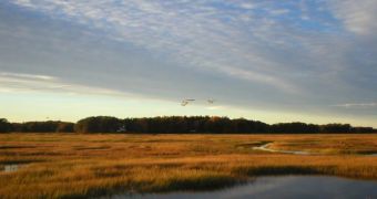 Tidal Marshland in the Plum Island Estuary, Massachusetts