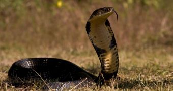 Man tries to smuggle a cobra, gets bitten by it