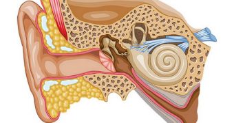 The inner structure of the human ear