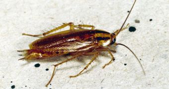 German cockroaches have developed behavioral resistance to baits