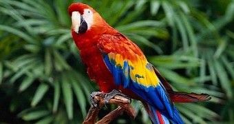 Coffee-crazed parrot accused of causing car crash
