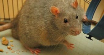 This lab rat is bred to develop type II diabetes, providing a model for how the disease acts in humans