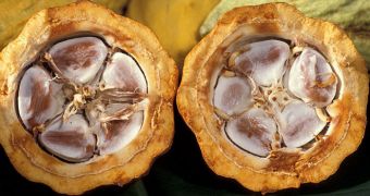 Cognitive Impairment Hampered by Cocoa Consumption