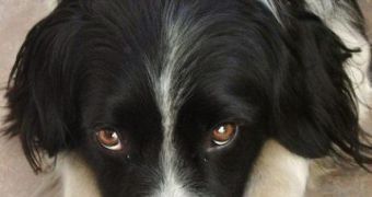Collie Chaser Is Smartest Dog, Has Vocabulary of 1,022 Words