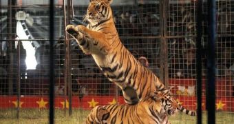 New legislation makes it illegal for circuses in Colombia to use wild animals in their shows