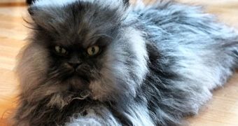 Colonel Meow dies at age 2