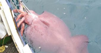 Colossal Squid Could Grow to 1,600 Pounds (750 Kg)