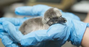 Zoo in the US welcomes adorable baby penguins