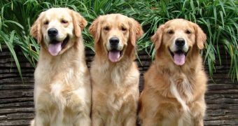 Golden Retrievers help community come to terms with the Sandy Hook shooting