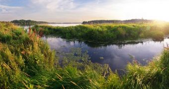 Companies in the UK to test ways of using wetlands in bioenergy production