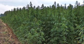 Company announces plans to grow marijuana for biodiesel production