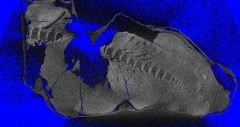 A high resolution CT scan of the mummified dinosaur tail