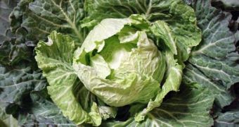Researchers say compound in cruciferous vegetables can offer protection against lethal radiation doses