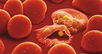 Compound found to destroy the malaria parasite
