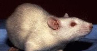 The albino laboratory rat with its red eyes and white fur is an iconic model organism for scientific research in a variety of fields