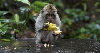 The concerned zootakers replaced bananas with healthy vegetables