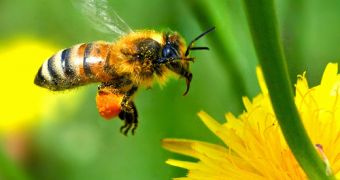 Concerns Now Raised About Decline in Global Pollinators Population