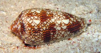 Toxins found in cone snails' venom could prove beneficial for humans