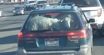 Sheep travel in the boot of a car in Idaho
