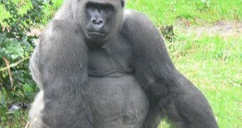 Forest gorillas are highly endangered, so all existing populations must be protected at all costs