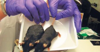 Mice studies reveal the connection between obesity and infeartility