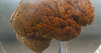 The human brain is able to relate its past and present self to consciousness