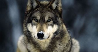 Conservationists file lawsuit to save Alaskan wolves